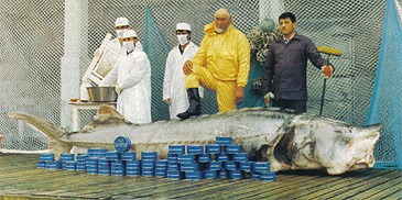 Iranian Caviar, Iranian Beluga Caviar, Beluga Caviar