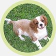 Caviar For Dogs And Cats