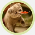 Caviar For Pets :: Caviar For Dogs And Cats :: Caviar For Cats :: Dog Birthday Gift :: Cat Gifts Online