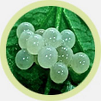 Escargot Caviar :: Snail Caviar :: White Caviar :: Buy Snail Caviar Online