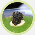 Royal Beluga Caviar :: Caviar Beluga :: Beluga Caviar Online :: Malossol Beluga Caviar