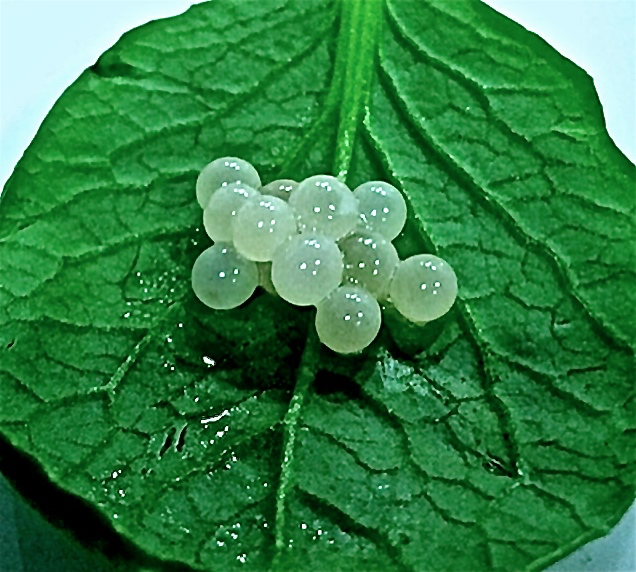 Escargot Caviar