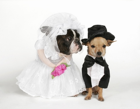 Pet Products