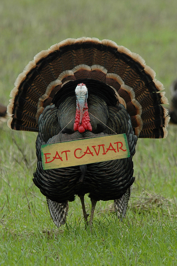 Thanksgiving Caviar, Gourmet Thanksgiving, Thanksgiving gifts